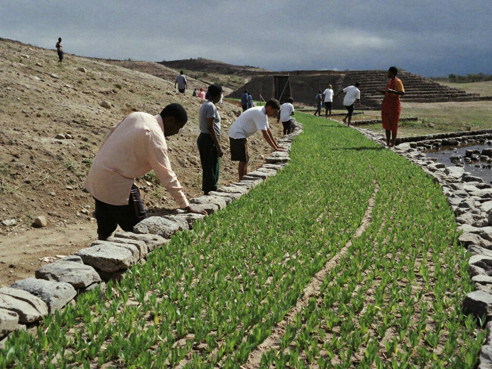 Farmers building stone terraces